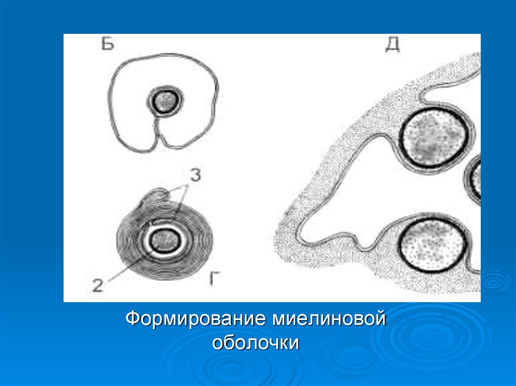 Миелиновая оболочка рисунок