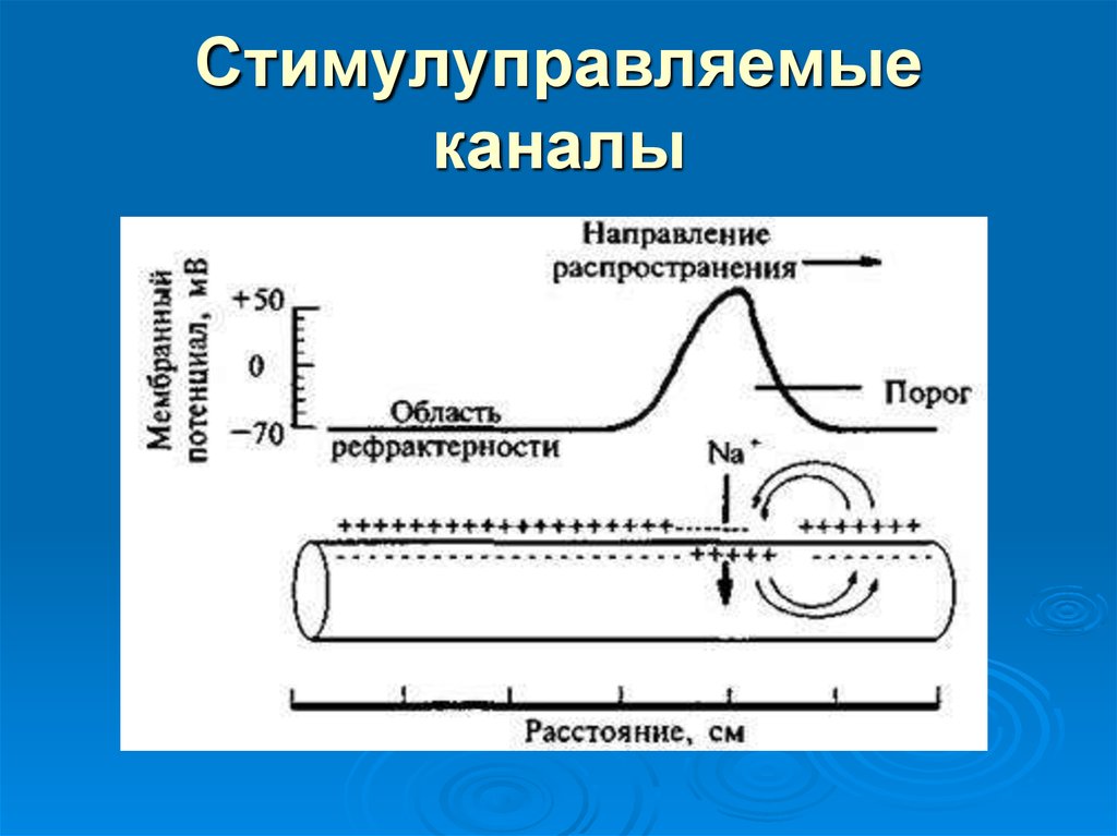 Стимулуправляемые каналы