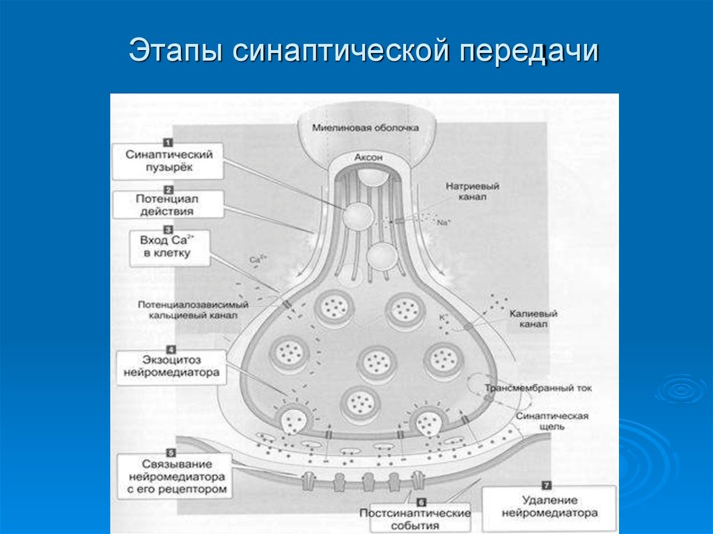 Схема передачи импульса через синапс