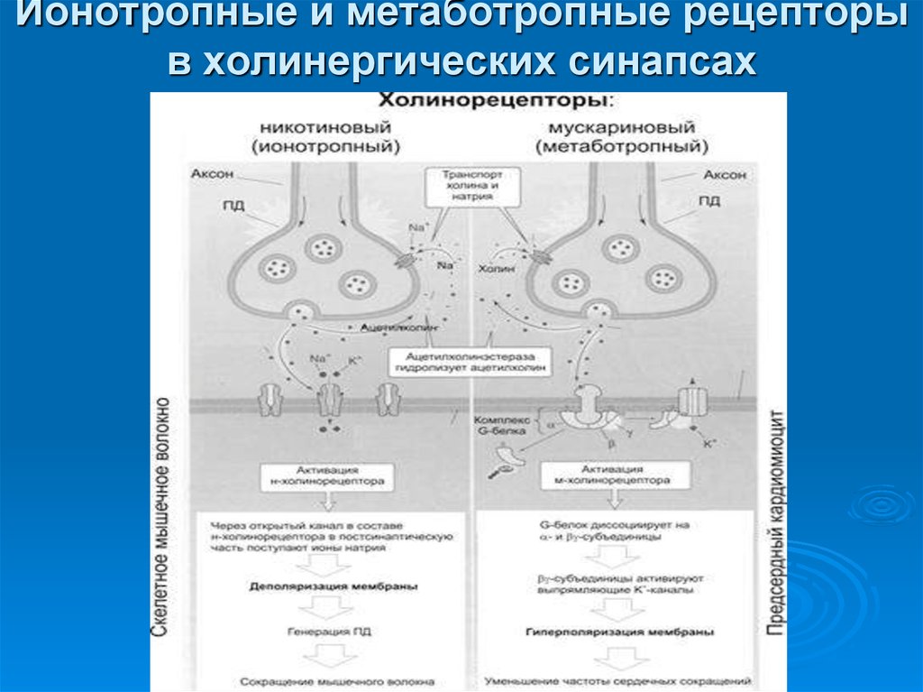 Схема холинергического синапса