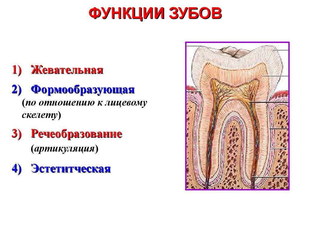 Зубы человека выполняют функцию. Функции зубов. Зубы строение и функции. Функции зубов у человека. Строение жевательного зуба.