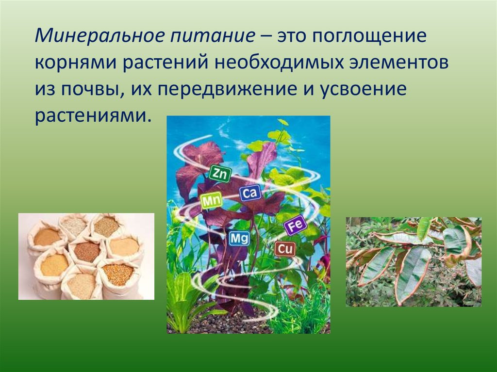 Обмен веществ минеральное питание. Минеральное питание растений 6кл. Минеральное питание растений 6 класс. Минеральные вещества для растений. Элементы минерального питания растений.