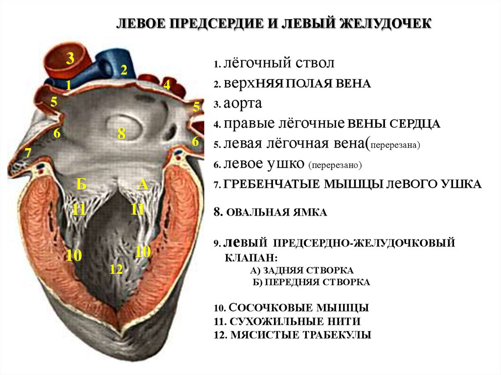 Правый желудочек отделен от правого предсердия. Левое предсердие строе. Строение левого предсердия. Правое предсердие сердца анатомия. Строение правого предсердия сердца.