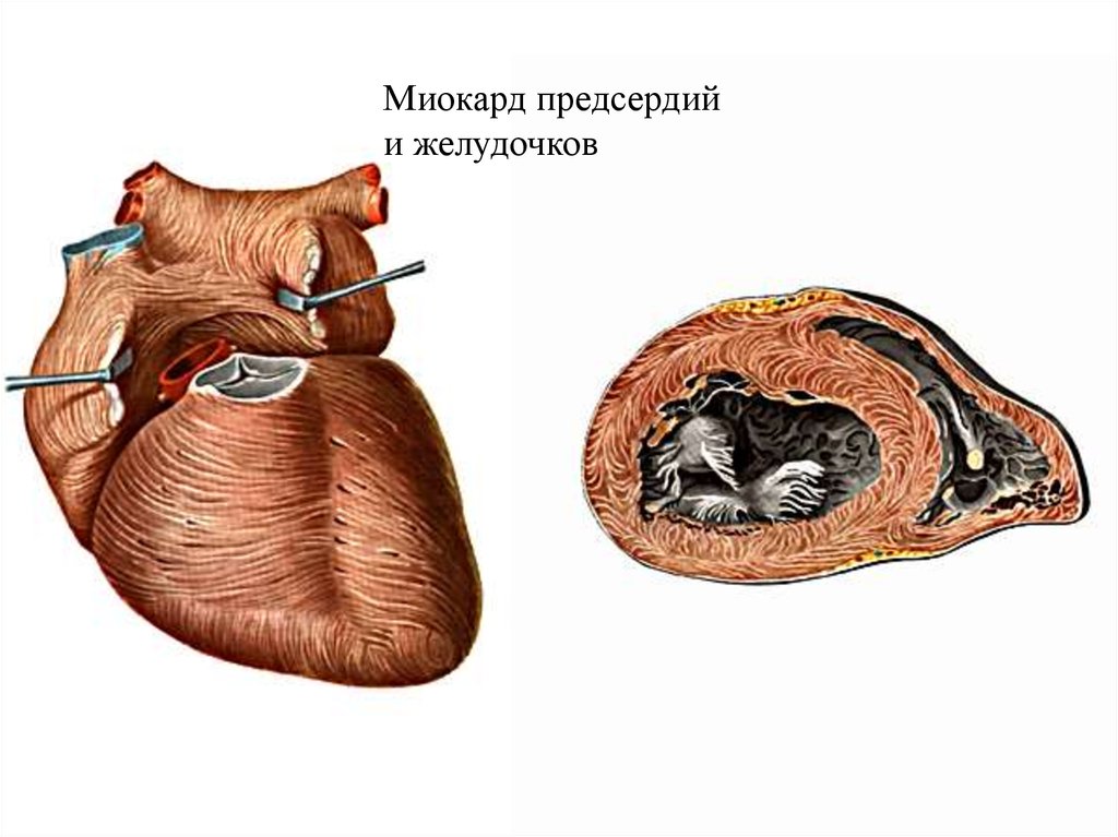 Миокард левого предсердия. Оболочки миокарда желудочков. Миокард предсердий и желудочков. Миокард желудочка сердца. Слои миокарда предсердий.
