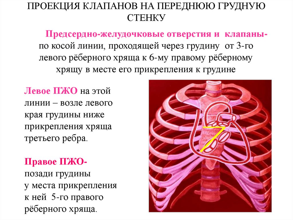 Клапаны сердца на грудной клетке. Проекция клапанов сердца на переднюю стенку грудной клетки.. Проекция предсердно-желудочковых отверстий. Проекция клапанов на грудную стенку. Проекция клапанов на переднюю переднюю грудную стенку..