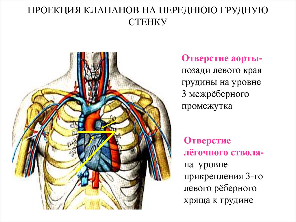 Клапаны сердца на грудной клетке. Проекция клапанов на переднюю грудную стенку. Проекция клапанов сердца на грудную стенку. Топография сердца. Топография сердца анатомия.