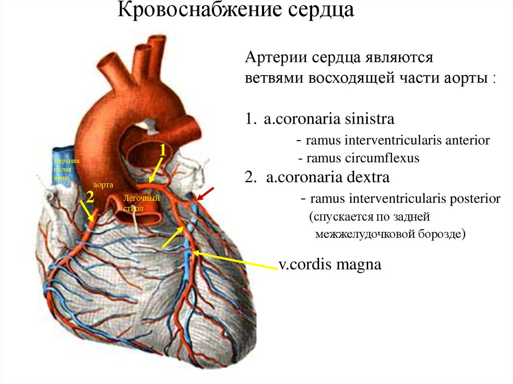 Правая сердечная артерия. Венечные артерии сердца анатомия. Сердце кровообращение топографическая анатомия. Анатомия сосудов сердца атлас. Кровоснабжение сердца топографическая анатомия.