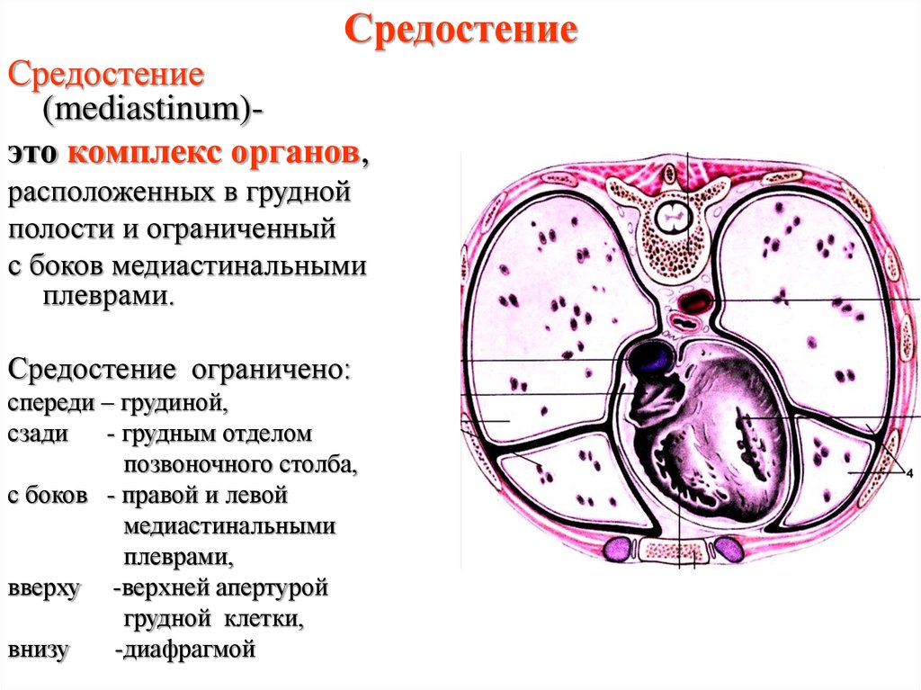 Средостение. Средостение анатомия. Отделы средостения анатомия. Средостения грудной клетки анатомия. Средостение поперечный разрез.