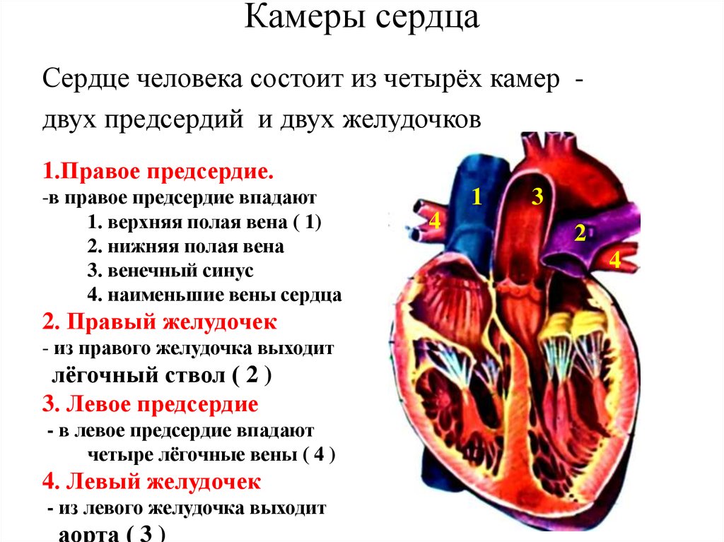 Правое предсердие является. Строение сердца человека камеры. Строение камер сердца кратко. Внутреннее строение сердца анатомия. Сердце анатомия строение предсердия желудочки.