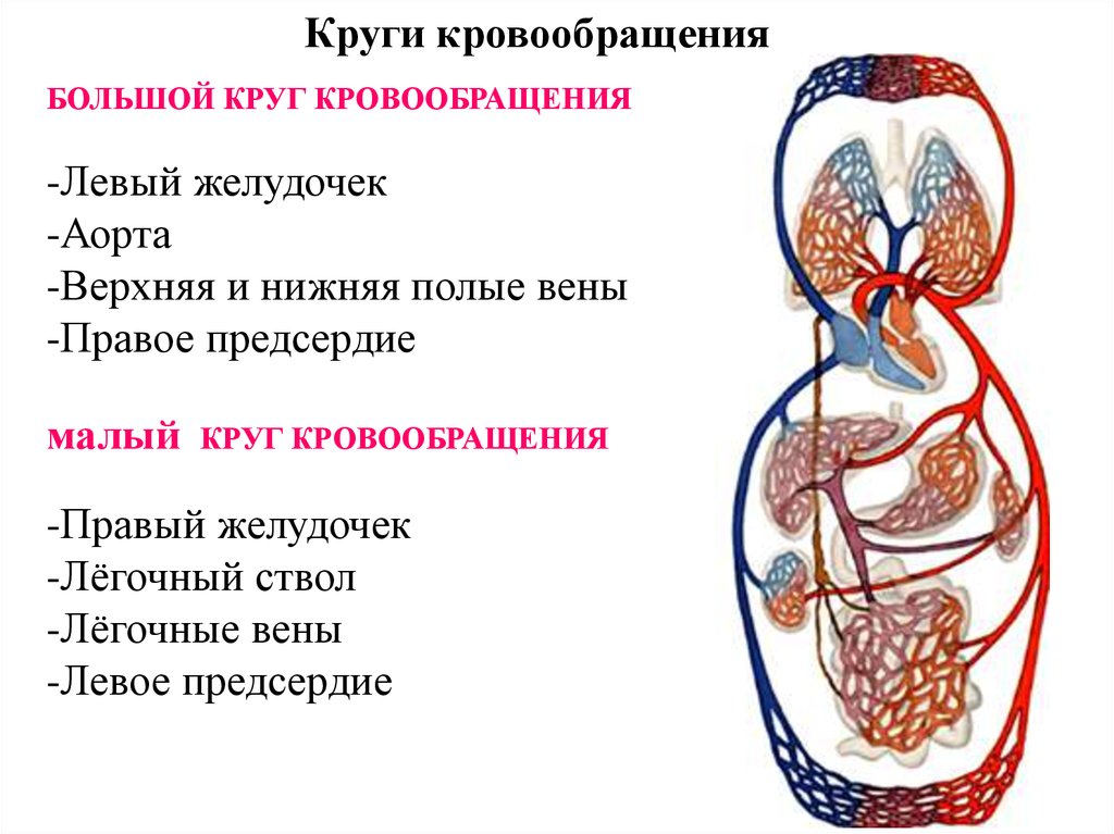 Левый желудочек большой круг кровообращения. Большой круг кровообращения правое предсердие. Малый круг кровообращения правый желудочек схема. Малый круг кровообращения начинается с левого желудочка. Малый круг кровообращения начинается с правого желудочка.