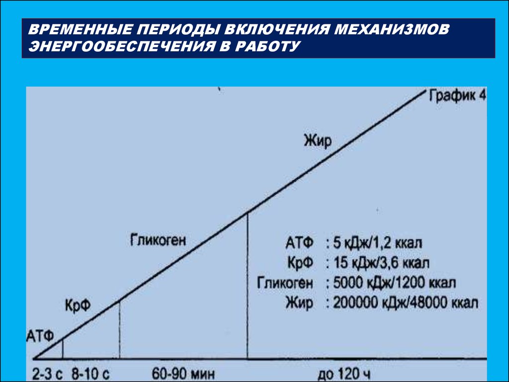 Физиология физического воспитания и спорта - презентация онлайн