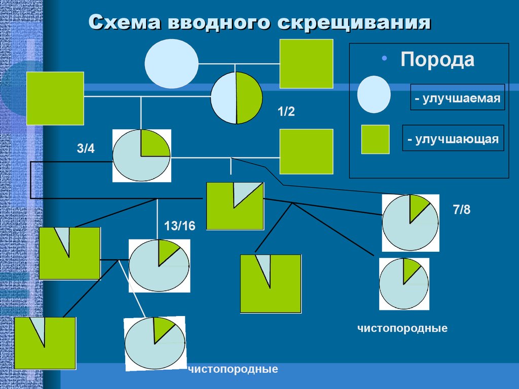 Схема вводного скрещивания