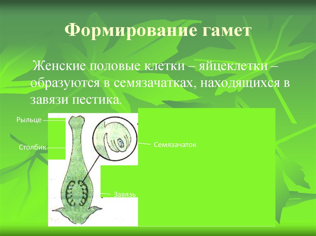 Мужские гаметы образуют. Мужские гаметы у растений. Образуются женские половые клетки. Мужская половая клетка растений. Женские половые клетки у растений.