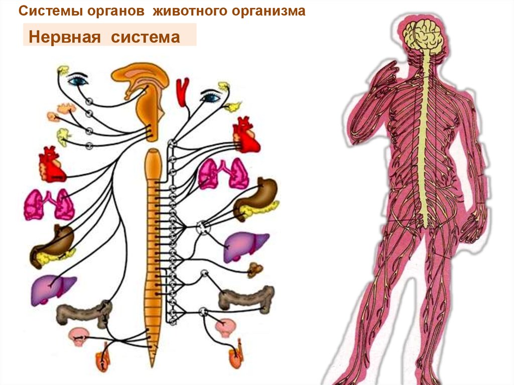 Ткани органы системы органов животных. Системы органов животных. Системы жизнедеятельности животного организма. Системы органов животных и человека. Органы и система органов животных нервная.