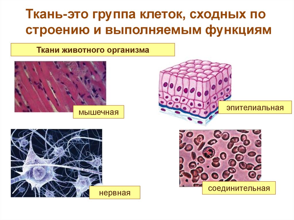 Группы тканей животных. Строение эпителиальной ткани животных таблица. Биология 5 класс строение соединительных тканей животных. Ткани эпителиальная соединительная мышечная нервная. Ткани животных эпителиальная соединительная мышечная нервная.
