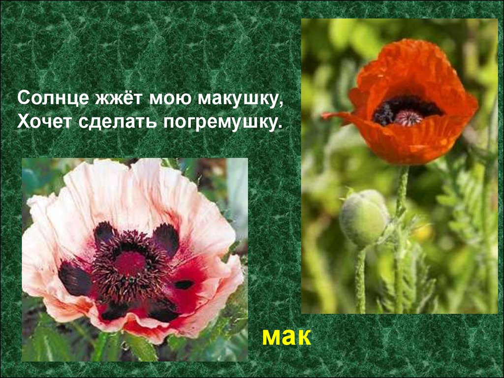 Цветок мака рассказ. Маки описание. Мак описание растения. Мак культурный цветок. Мак для презентации.