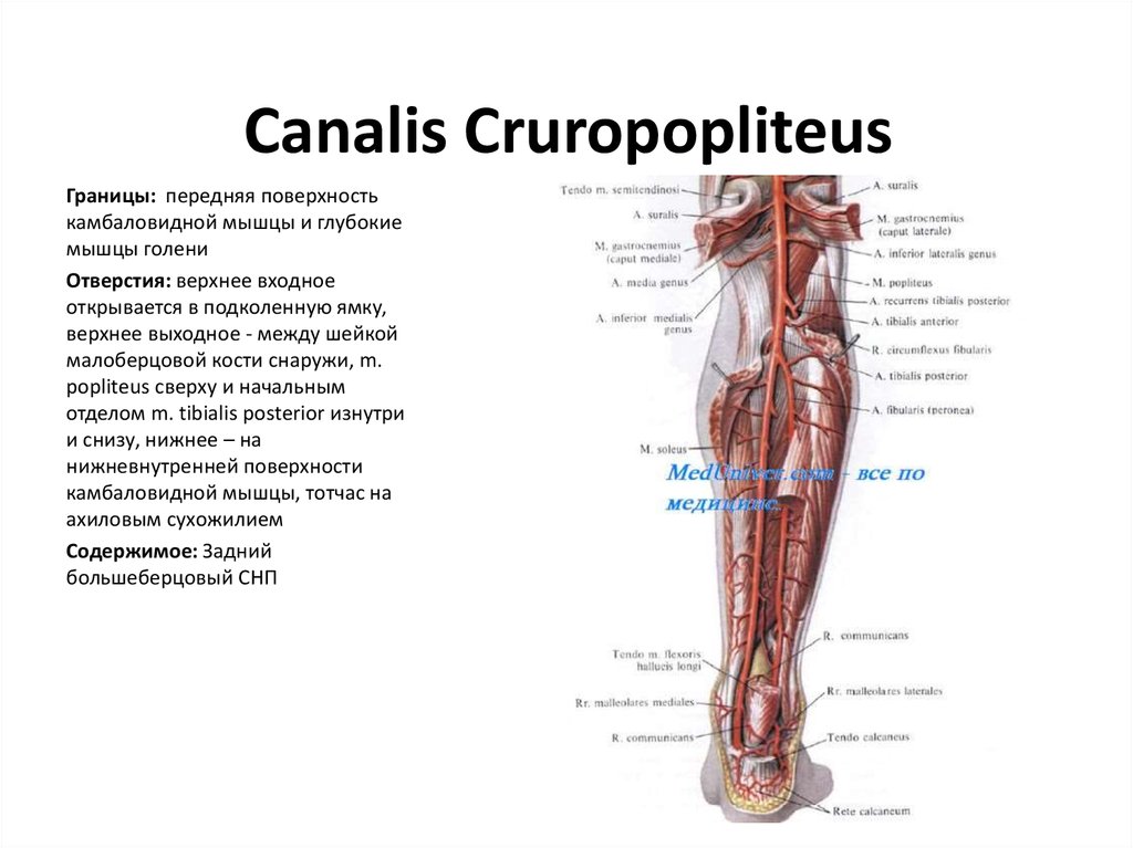 Груберов канал. Canalis musculoperoneus inferior стенки. Мышцы голени топография. Canalis cruropopliteus анатомия. Каналы голени топографическая анатомия.