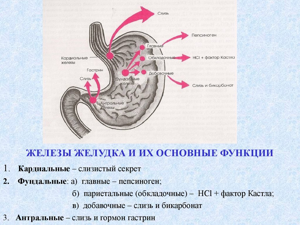 Слизистые клетки секрет. Железы слизистой оболочки желудка функции. Железы в кардиальном отделе желудка. Железы слизистой оболочки желудка вырабатывают. Клетки собственных желез желудка и их функции.
