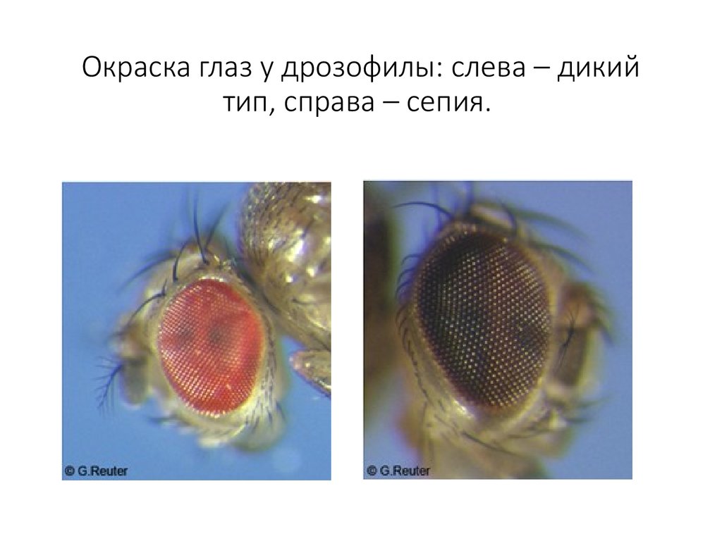 Киноварные глаза у дрозофилы
