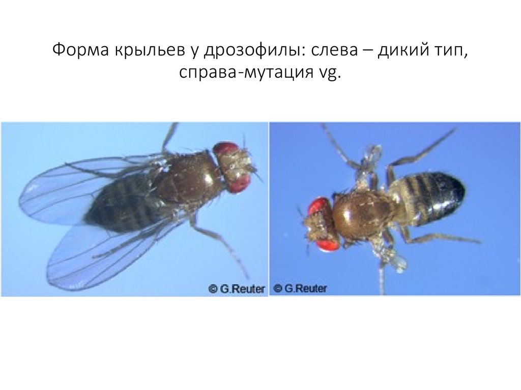 Крыла дрозофилы. Дикий Тип дрозофилы генотип. Дрозофила мутации крыльев. Форма крыльев у дрозофилы. Типы крыльев дрозофилы.