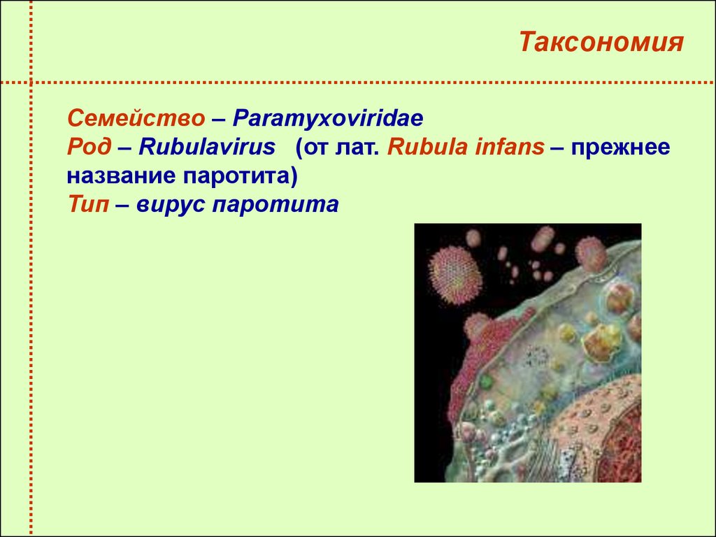 Паротит микробиология презентация