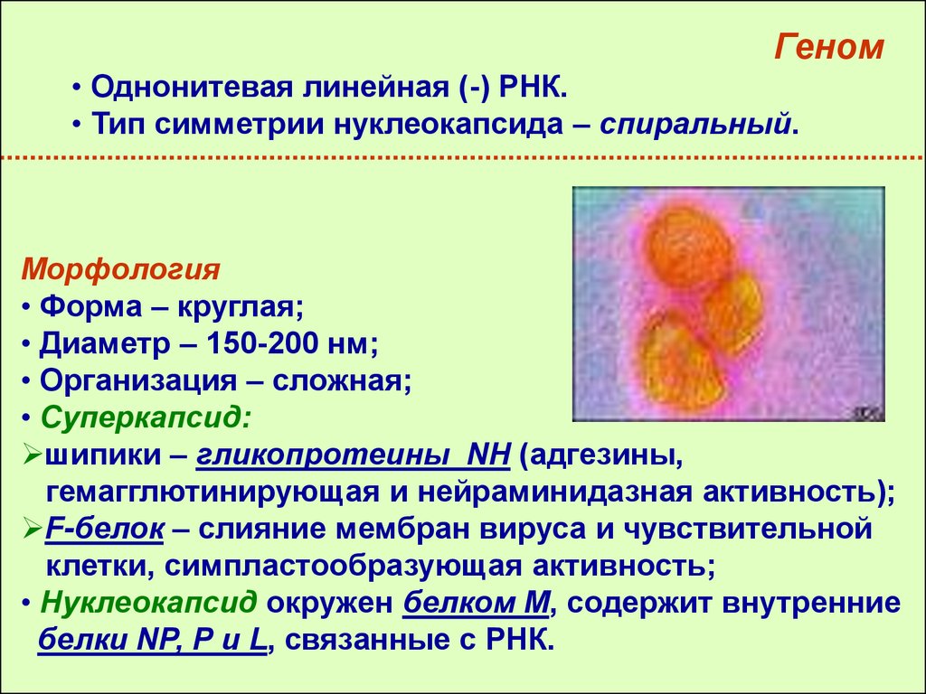 Вирусы парагриппа микробиология презентация