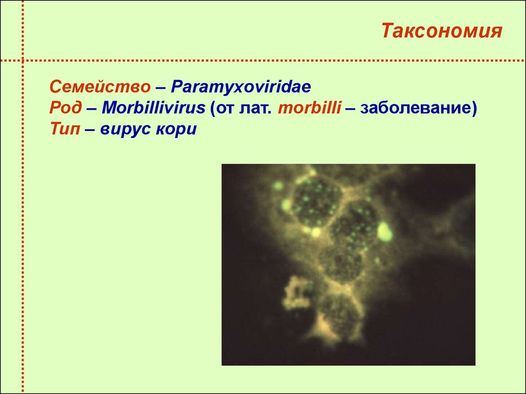 Парагрипп микробиология. Корь таксономия. Возбудитель кори таксономия. Вирус гриппа таксономия. Вирус кори таксономия.