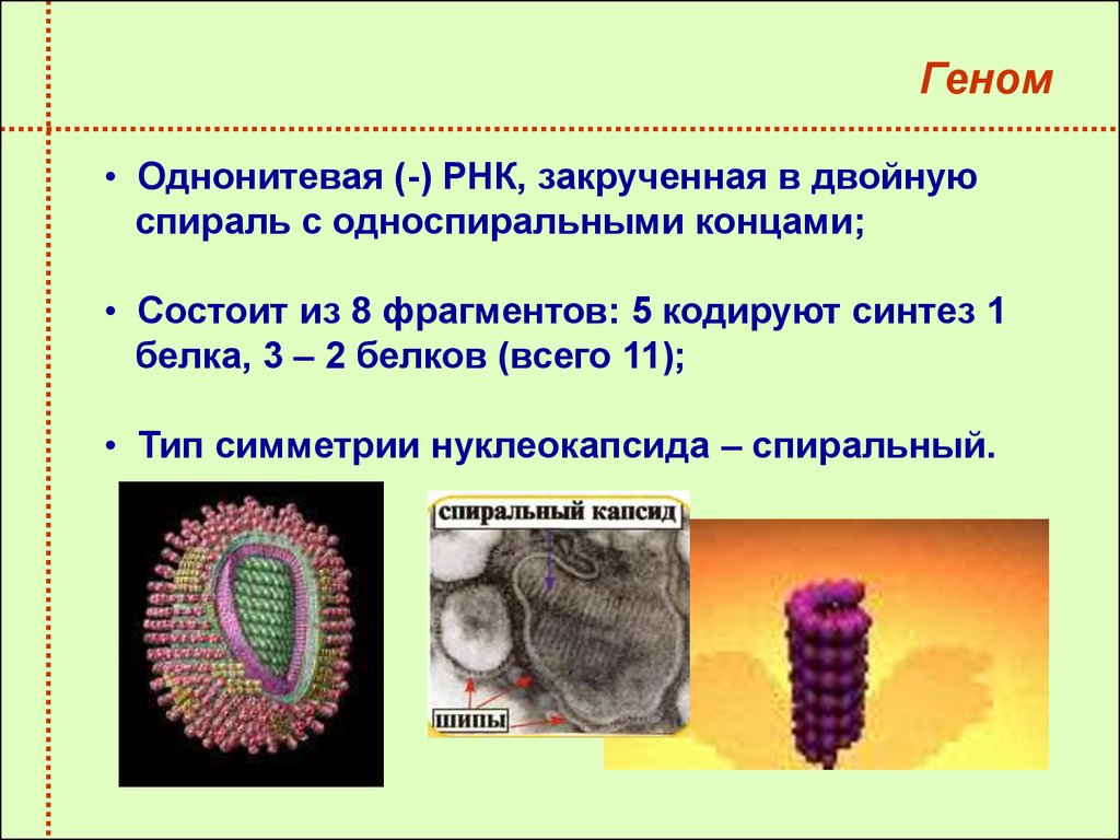 Рнк геномные вирусы. Типы симметрии нуклеокапсида вируса. Типы вируса гриппа. Вирус гриппа Тип симметрии нуклеокапсида.