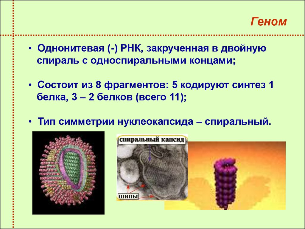 Вирусный геном. Геном вируса гриппа. Тип симметрии нуклеокапсида вируса. РНК геномные вирусы. Тип симметрии нуклеокапсида вириона.