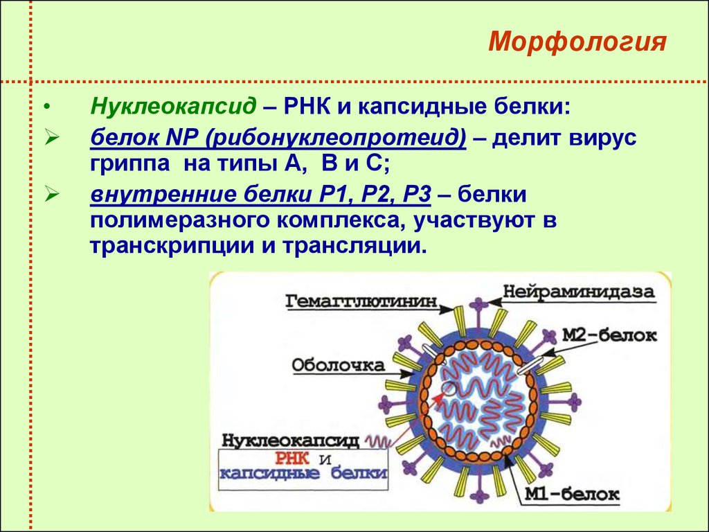 Свойства гриппа. Строение вируса гриппа микробиология. Структура вириона вируса гриппа микробиология. Морфология и структура вируса гриппа микробиология. Вирус парагриппа морфология.