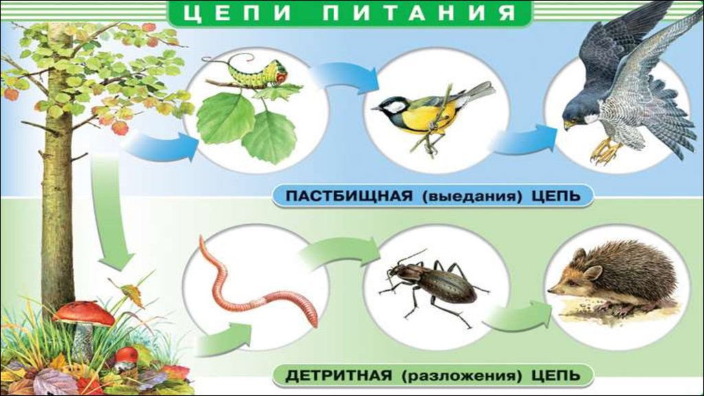 Привести пример детритной цепи. Пастбищная и детритная пищевые цепи. Цепь разложения детритная пищевая цепь. Пастбищная пищевая цепь и детритная пищевая цепь. Детритная и пастбищная цепь.