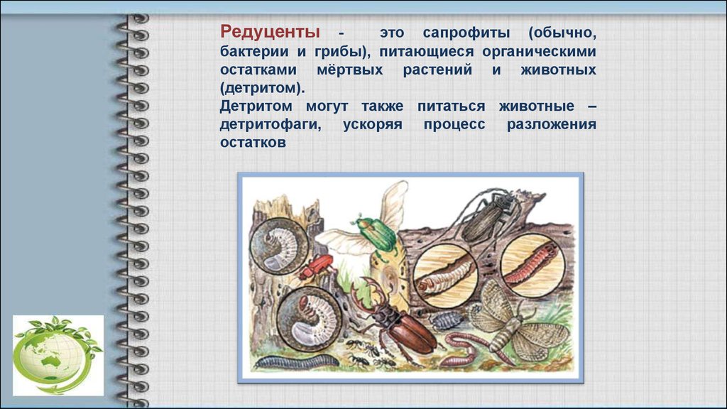 Разлагают остатки растений и животных