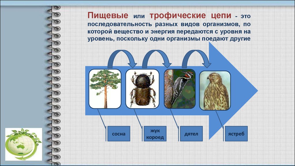 Цепочка последовательности. Цепь питания Жук короед. Сосна Жук короед цепь питания. Цепь питания сосна дятел Жук короед. Цепь питания сосна короед.