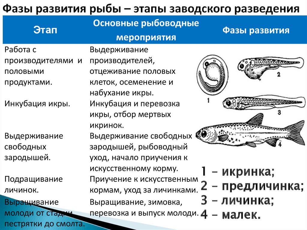 Схема развития рыбы