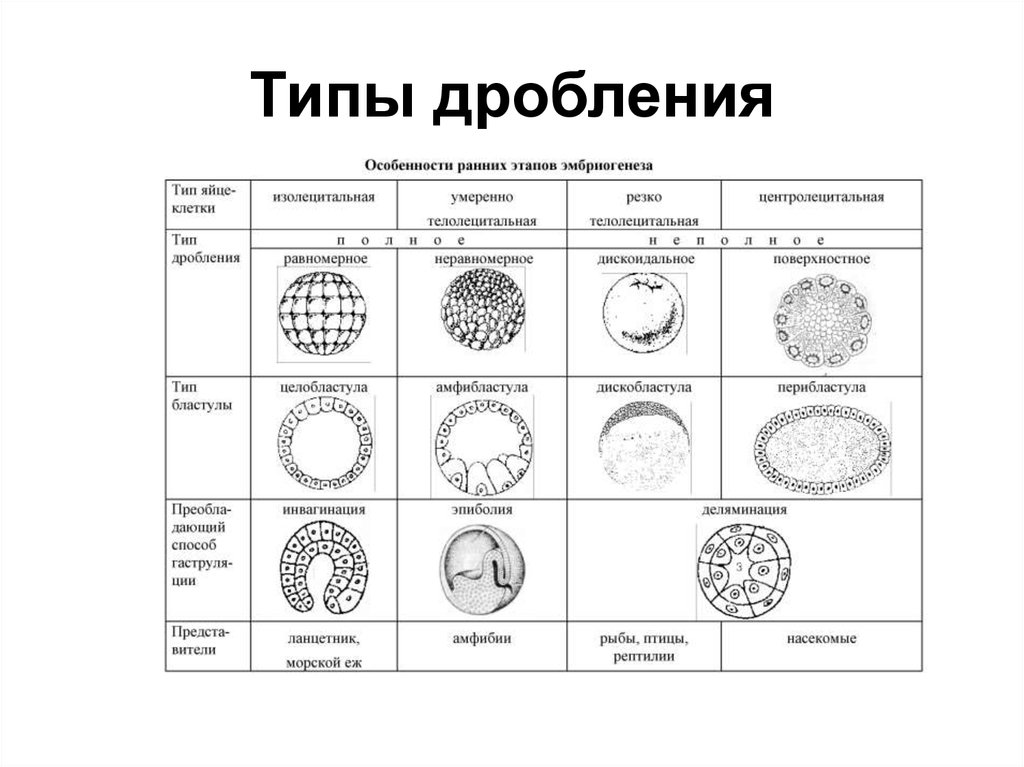 Онтогенез егэ биология презентация