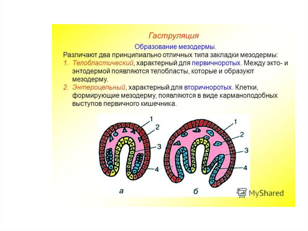 Что такое моторный онтогенез