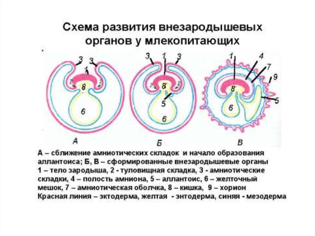 Схема сравнения прямого и непрямого развития организма