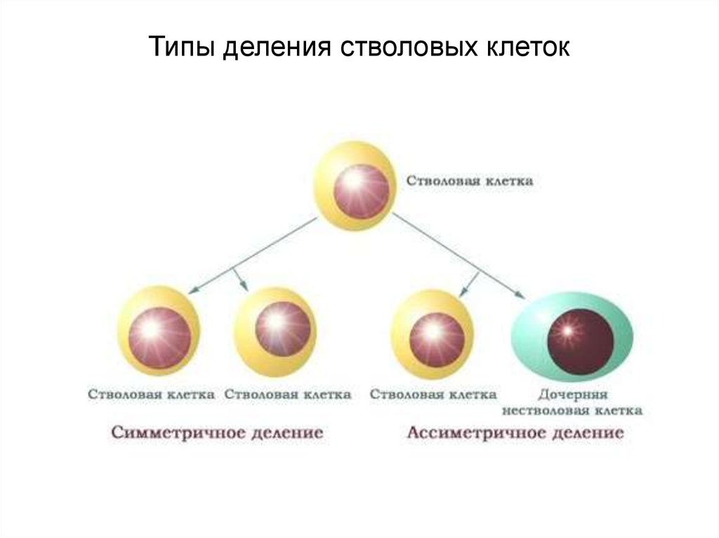 Типы деления. Асимметричное деление стволовых клеток. Стволовые клетки типы стволовых клеток. Симметричное деление клетки стволовой. Делениестовловых клеток.