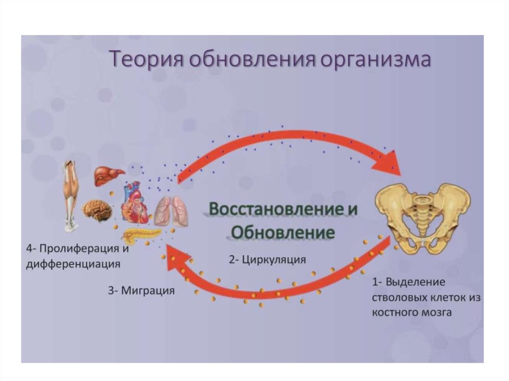 Онтогенез сатылары презентация