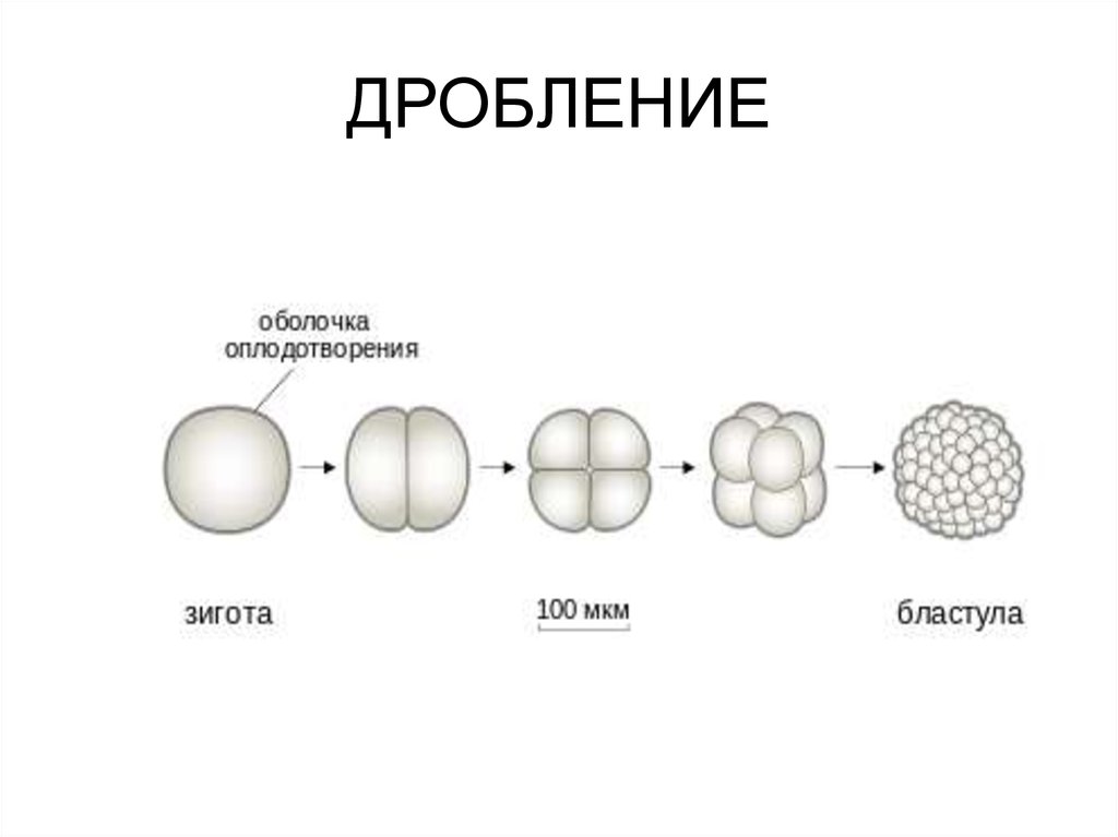 Деление клетки онтогенез. Схема дробления зиготы человека. Типы дробления зиготы рисунок. Процесс дробления зиготы рисунок. Онтогенез дробление зиготы.