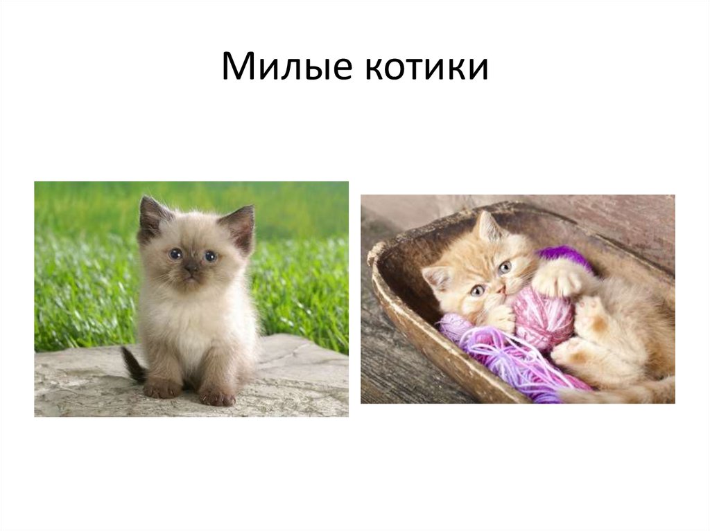 Милые котики