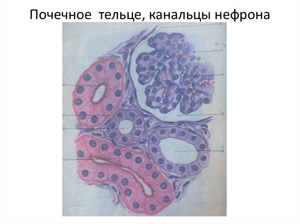 Нефрон почечная тельца