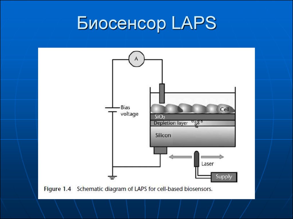 Биосенсоры и биочипы презентация