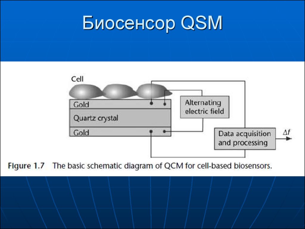 Биосенсоры и биочипы презентация