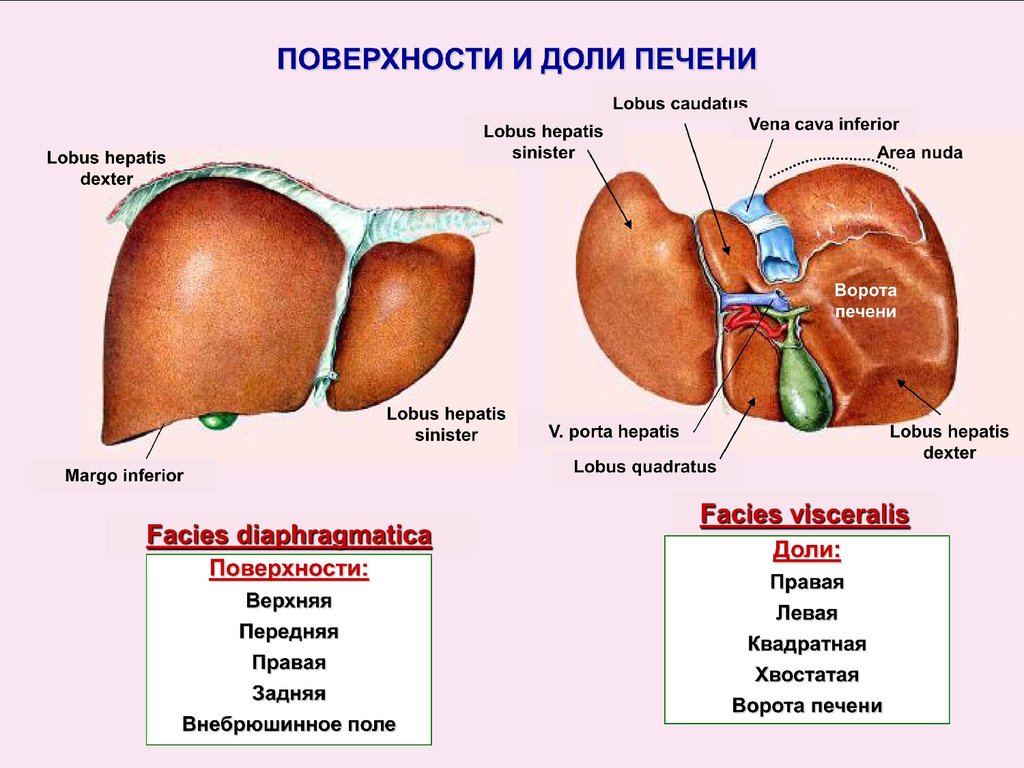 В какой состав органов входит печень