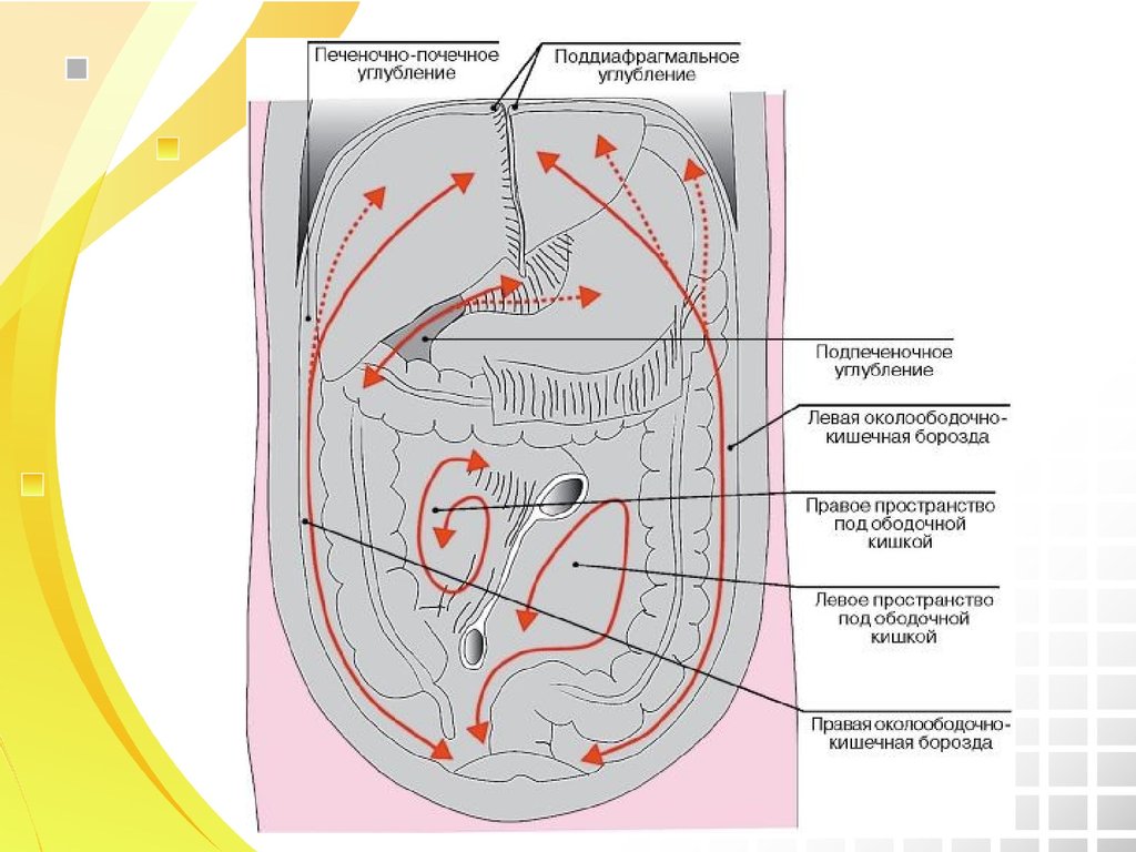Схема брюшины анатомия
