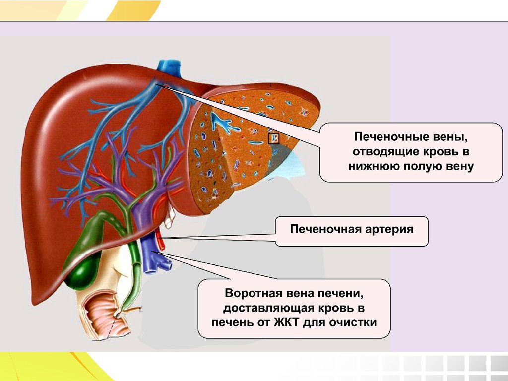 Система для печени. Анатомия печени билиарная система. Кровеносная система печени схема. Строение сосудистой системы печени. Анатомия и кровоснабжение печени человека.