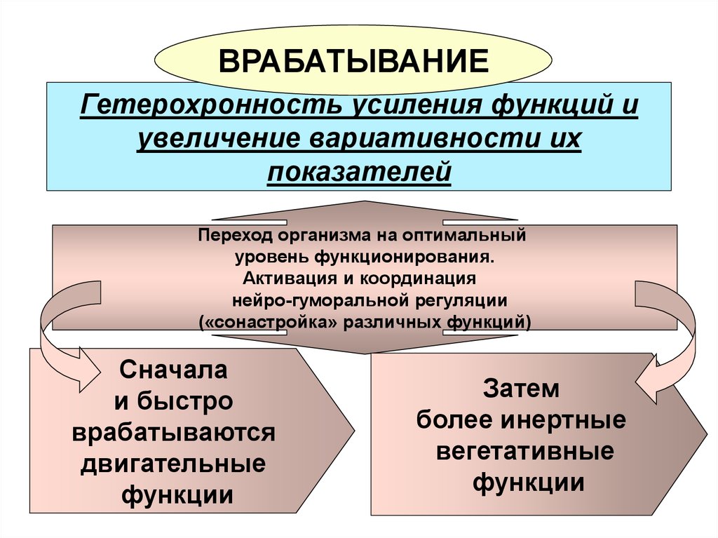 Гетерохронность процесса. Врабатывание. Врабатывание Гетерохронность. Врабатывание закономерности. Врабатывание физиология.