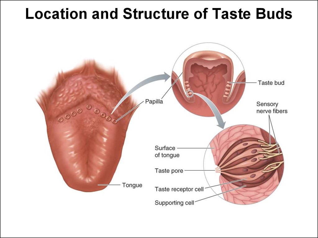 chemical-senses-taste