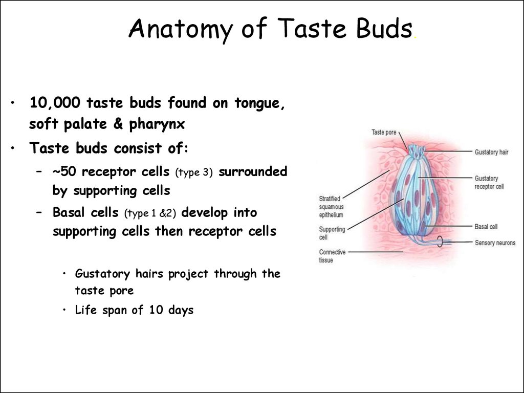 Chemical senses. Taste - презентация онлайн